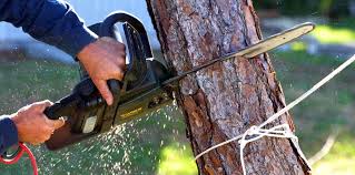 How Our Tree Care Process Works  in  Pembroke, VA